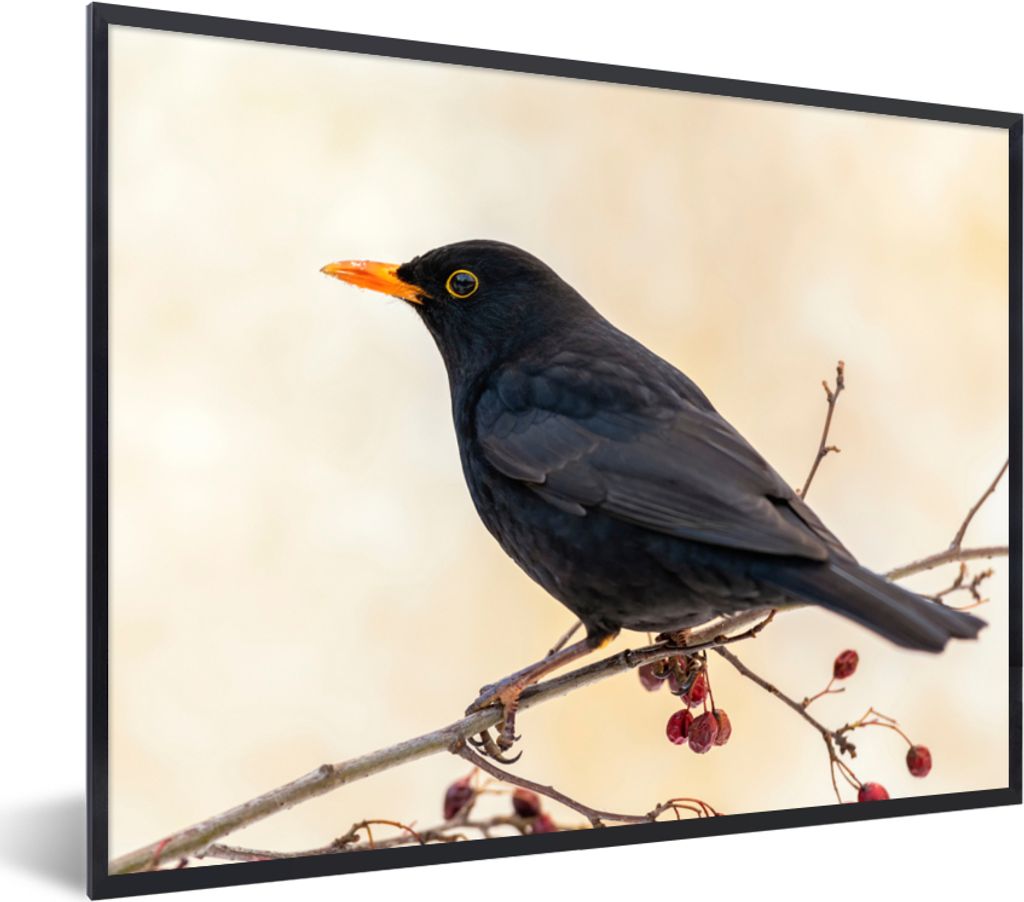 MuchoWow Gerahmtes Poster Amsel - Vogel - Zweige - Beere - Rot 40x30 cm - Poster mit Schwarzem Bilderrahmen Wandposter Rahmen Foto Bilder - Kunst...