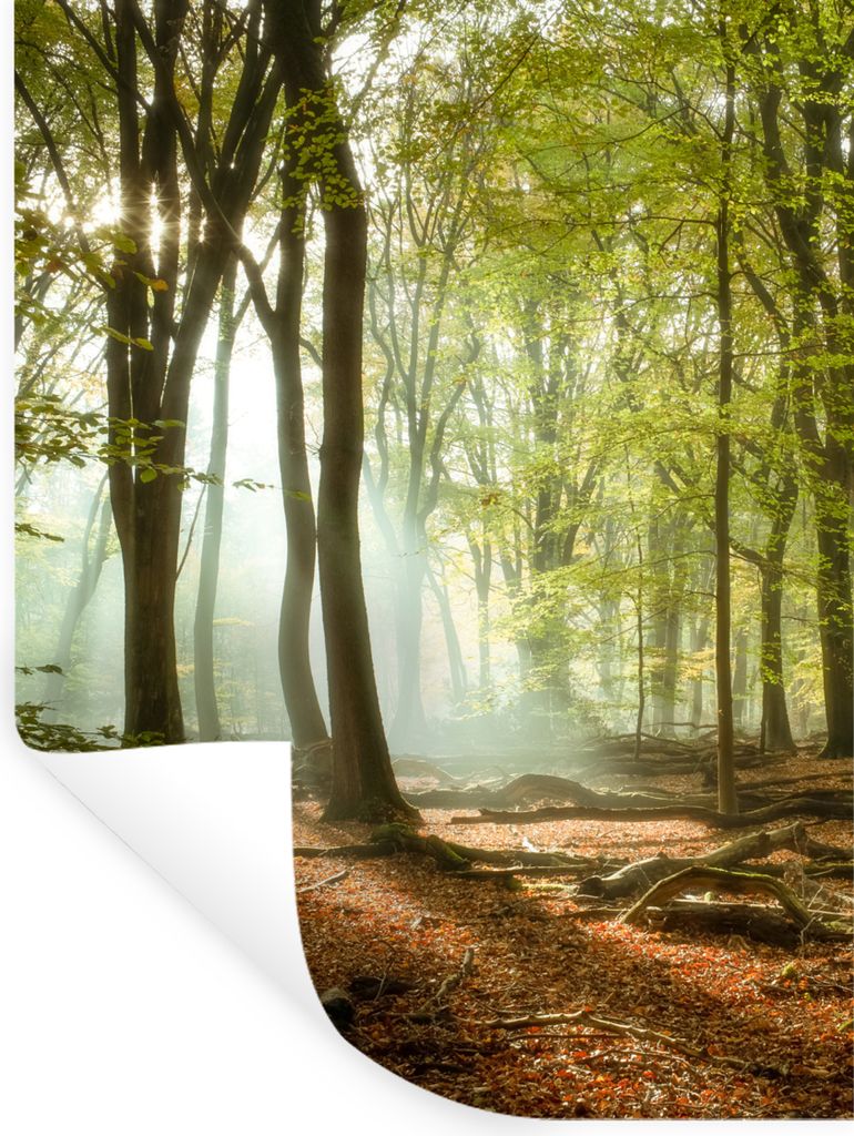 MuchoWow Wandtattoo Wandsticker Wandaufkleber Wald - Sonne - Jahreszeiten - Landschaft 60x80 cm Selbstklebend und Repositionierbar - Repositionie...