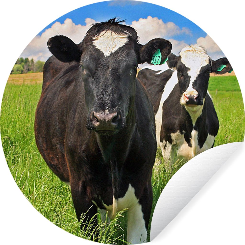 MuchoWow Runde Wandtattoo - Wandsticker Tapete Aufkleber Kuh - Gras - Natur - Tiere Ø 80 cm Selbstklebend und Repositionierbar - Wandaufkleber -...