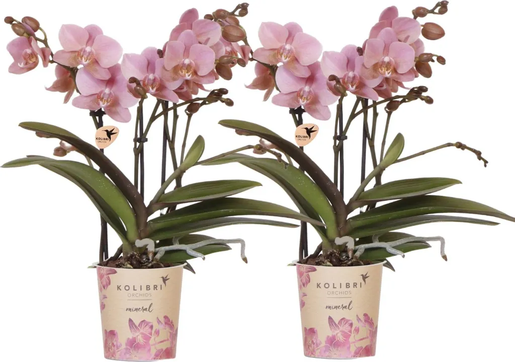 Double Orchidée Phalaenopsis Treviso : Fleurs vieux rose et pot 9cm
