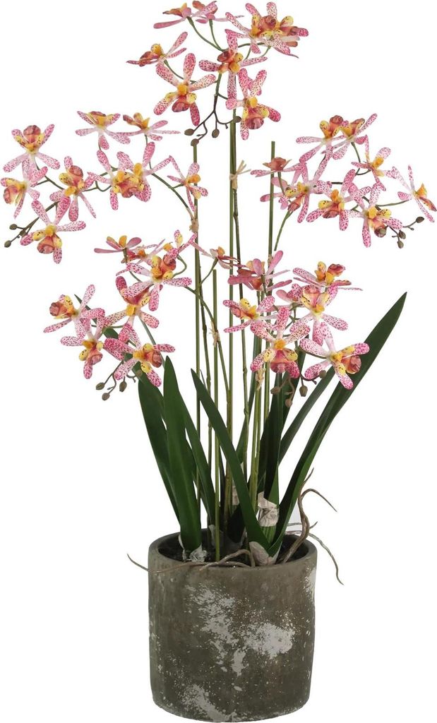 aplanta Künstliche Orchidee - Han | 59 cm, inkl. Dekotopf, für drinnen, Kunstblume, wie echt, Allergiker geeignet, pflanzliche Dekoration Praxis...
