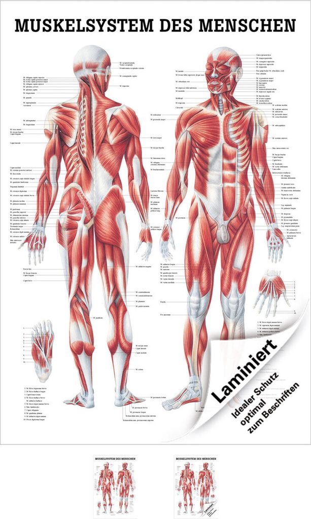 Menschliches Muskelsystem Lehrtafel Anatomie 100x70 cm medizinische Lehrmittel