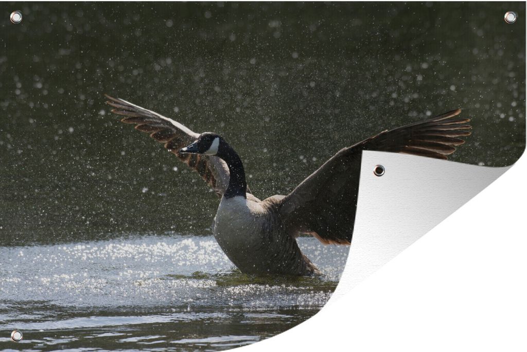 MuchoWow 60x40 cm Outdoor-Poster Gartendeko Sichtschutz Garten Poster für den Garten Gans - Flügel - Wasser