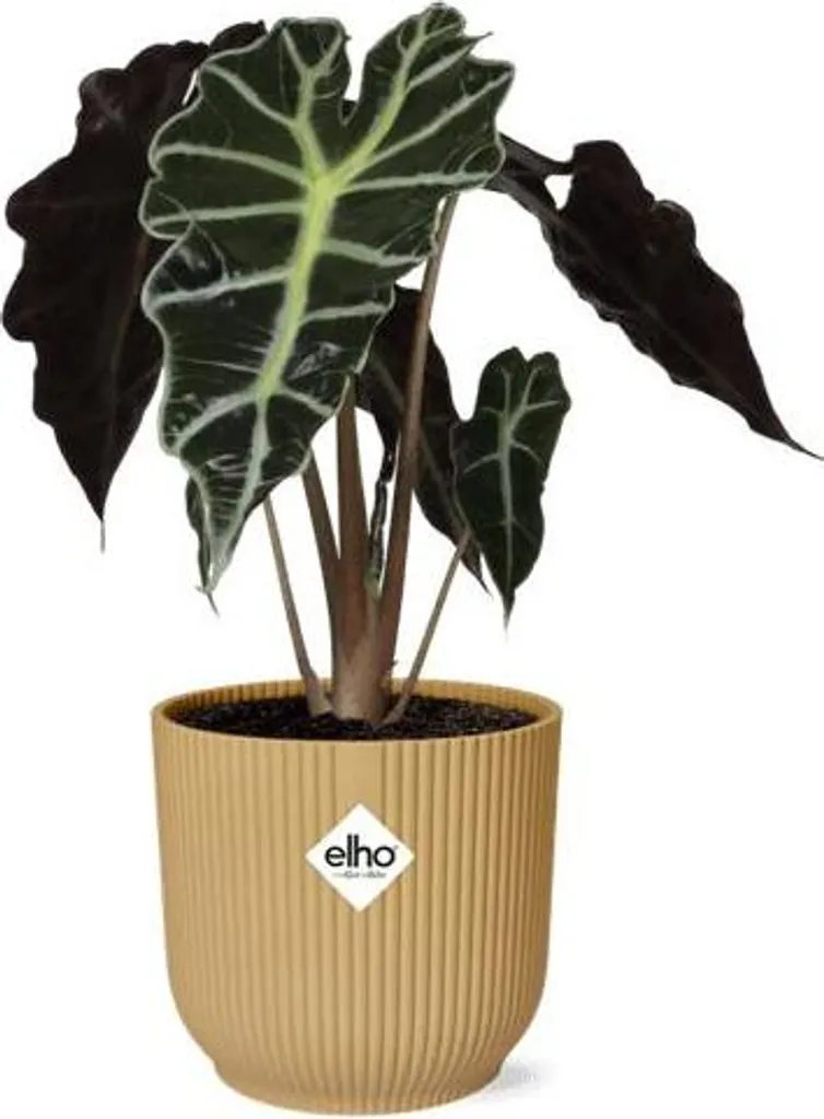 Alocasia Polly plante dépolluante et design avec pot Vibes Fold jaune