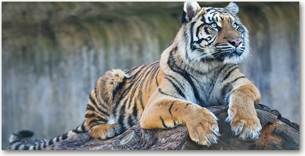Tulup Leinwandbild -100x50 cm - Wandkunst - Drucke auf Leinwand - Leinwanddruck - Tiere - Braun - Tiger