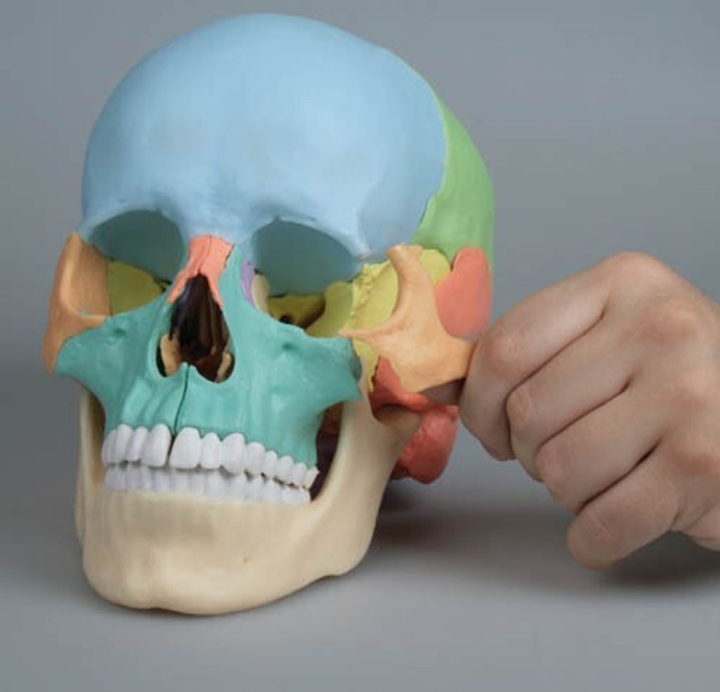 Erler Zimmer Skelettmodell "Osteopathie-Schädelmodell", Produktbild 5