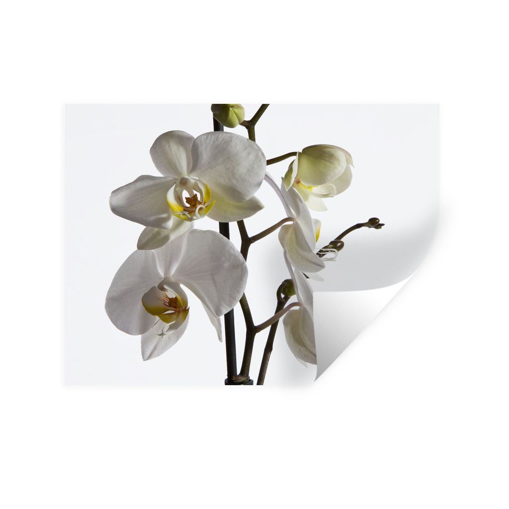MuchoWow Wandtattoo Wandsticker Wandaufkleber Weiße Mottenorchidee 120x90 cm Selbstklebend und Repositionierbar - Aufkleber