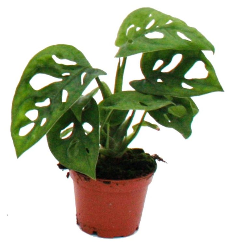 Mini-Pflanze Monstera Monkey Mask Fensterblatt Ideal für Produktbild 