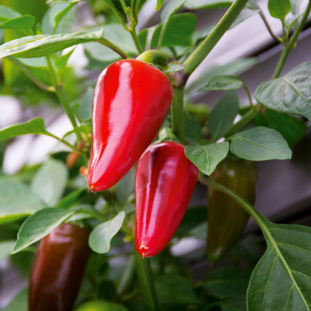 Chili Early Jalapeno Samen - Capsicum annuum - Chilisamen - Produktbild 5