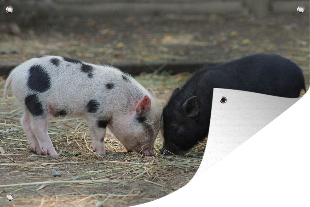 MuchoWow 60x40 cm Outdoor-Poster Gartendeko Sichtschutz Garten Poster für den Garten Schweine - Ferkel - Stroh