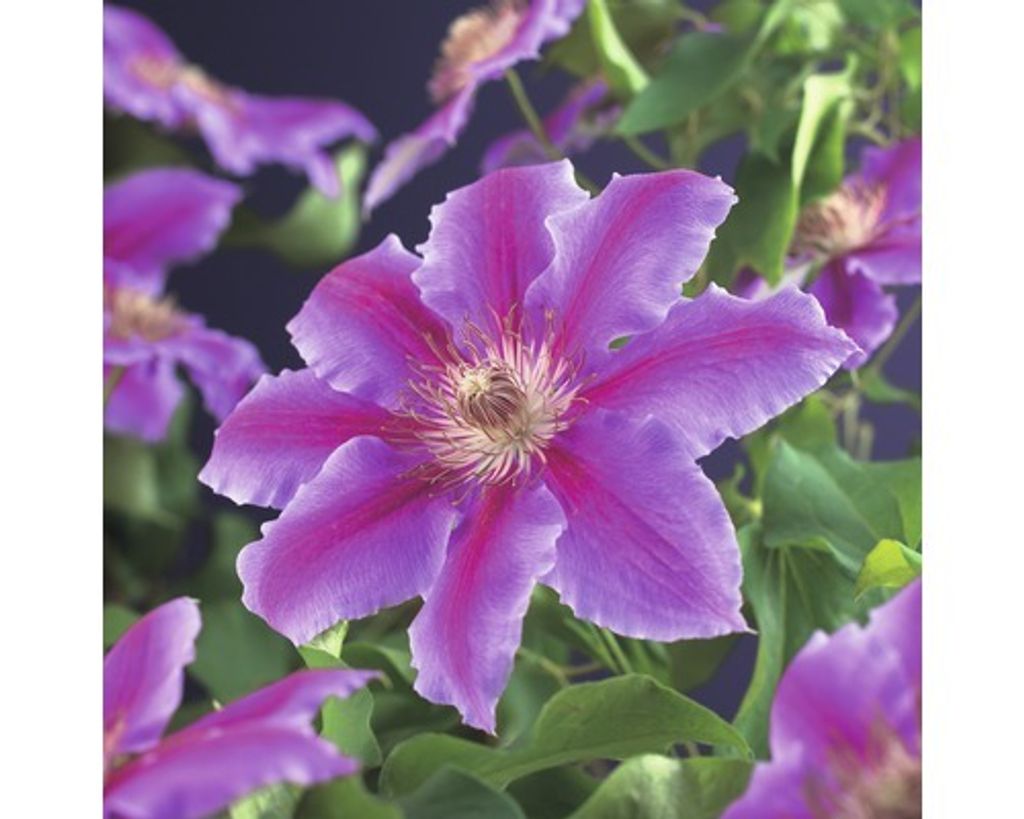 Plamének velkokvětý FloraSelf Clematis hybrid 'Dr. Ruppel' Obrázek produktu 