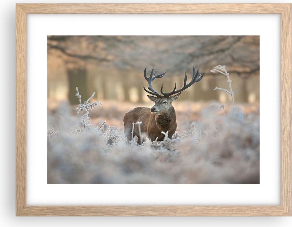 Gerahmtes Poster - Rahmen in heller Eiche - Hirsch Wald Natur - 40x30 cm - Wand Bild - Wanddeko - Wandbilder - Wandposter - Bilderrahmen - Bilder -...