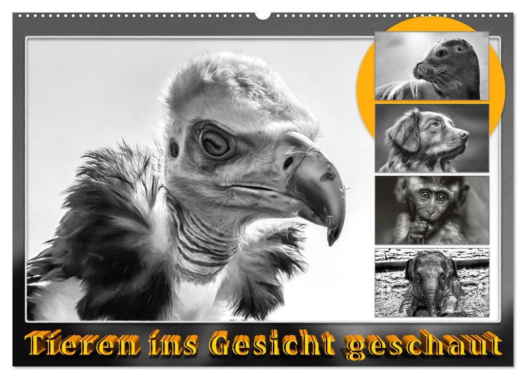 Tieren ins Gesicht geschaut (Wandkalender 2027 DIN A2 quer), CALVENDO Monatskalender