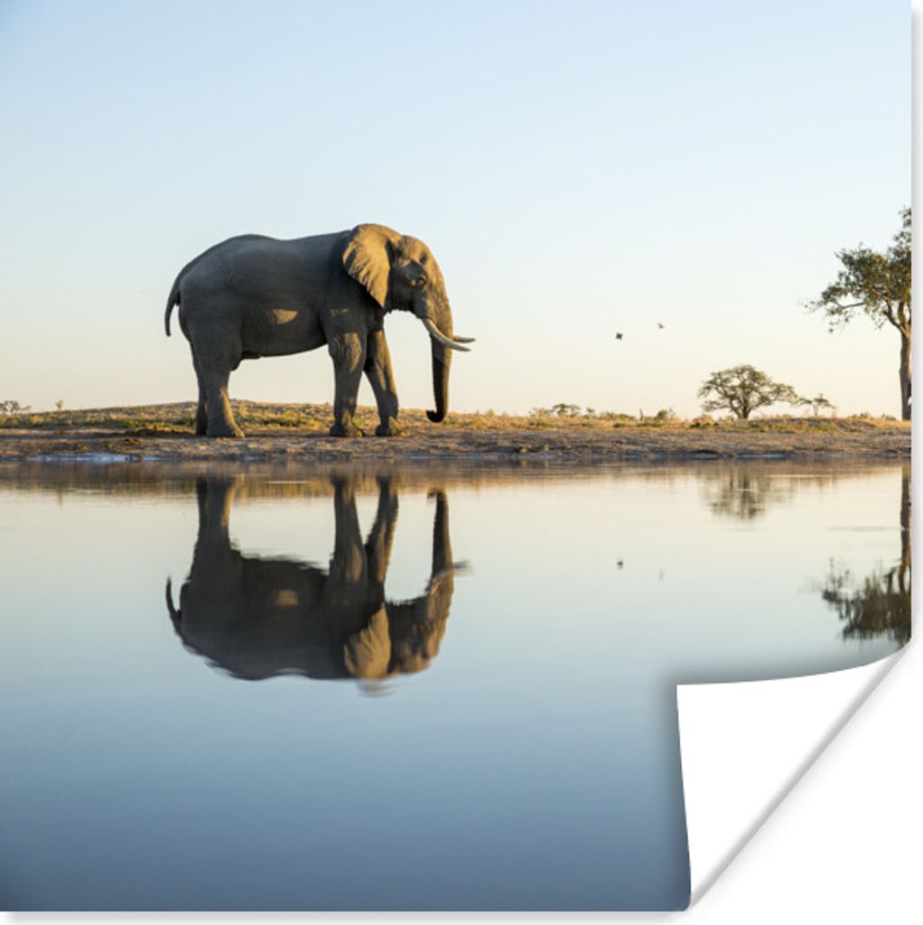 MuchoWow Poster Elefant an einem See 30x30 cm - Wandposter - Printing