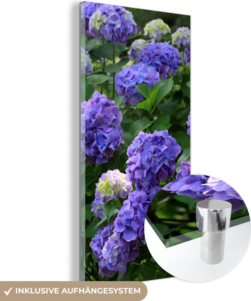 MuchoWow Glasbilder - Bilder auf Wandbild - Foto auf Glas Lila Hortensien in einem japanischen Garten 60x120 cm Wanddekoration aus Glas - Acrylglas...