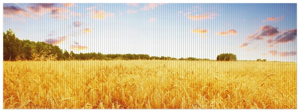Wallario Duschmatte Antirutschmatte Badmatte Fußmatte Weizenfeld unter blauem Himmel, Größe ca. 180 x 65 cm