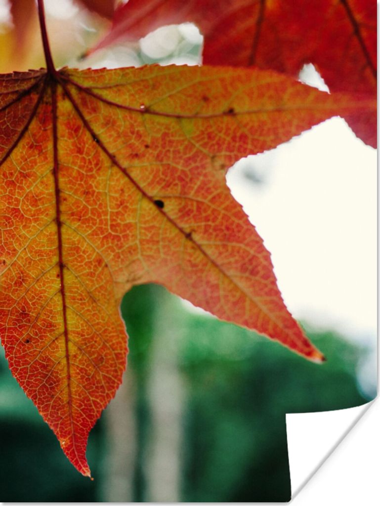 MuchoWow Poster Herbst - Landleben - Blätter - Jahreszeiten - Landleben 120x160 cm - Wandbilder