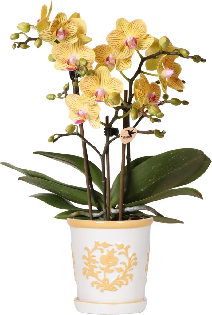 Orchidée Lima Jaune Durable : Plante Facile avec Pot Malaga pour Maison