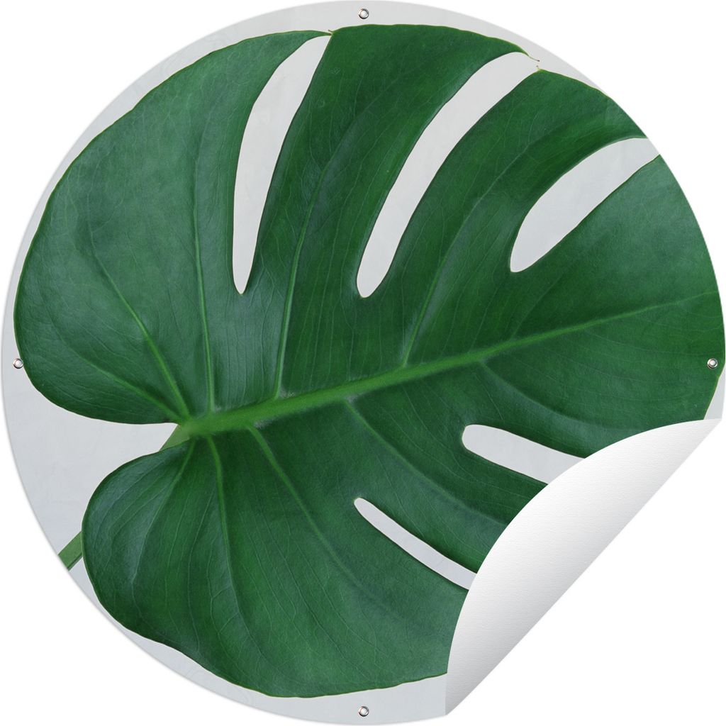 MuchoWow Gartenposter Outdoor-Poster Rund Botanische Lochpflanze auf einem hellgrauen Hintergrund Ø 120 cm Gartendeko Rundes Poster draußen