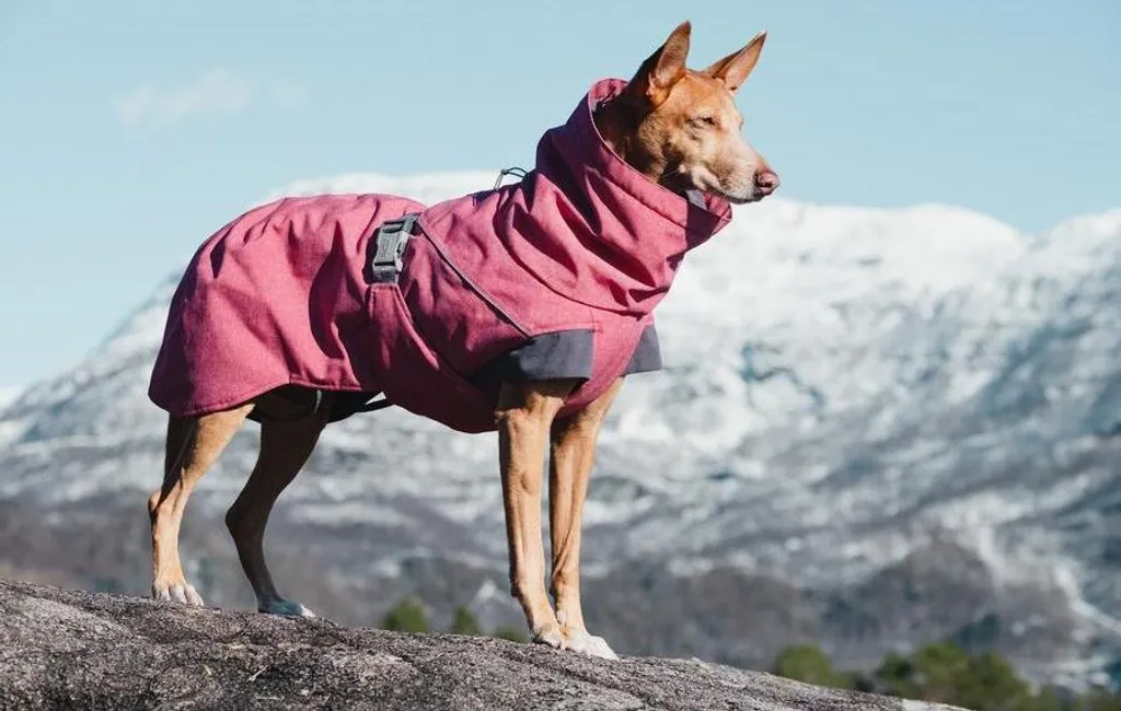 Hurtta Expedition Parka 60 Grigio: Il Top di Gamma Invernale Cane - 8
