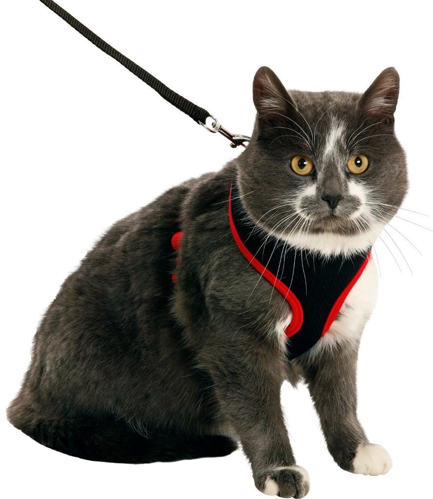 Set de harnais pour chat Harms noir/rouge110 cm 10 mm chat Image du produit 