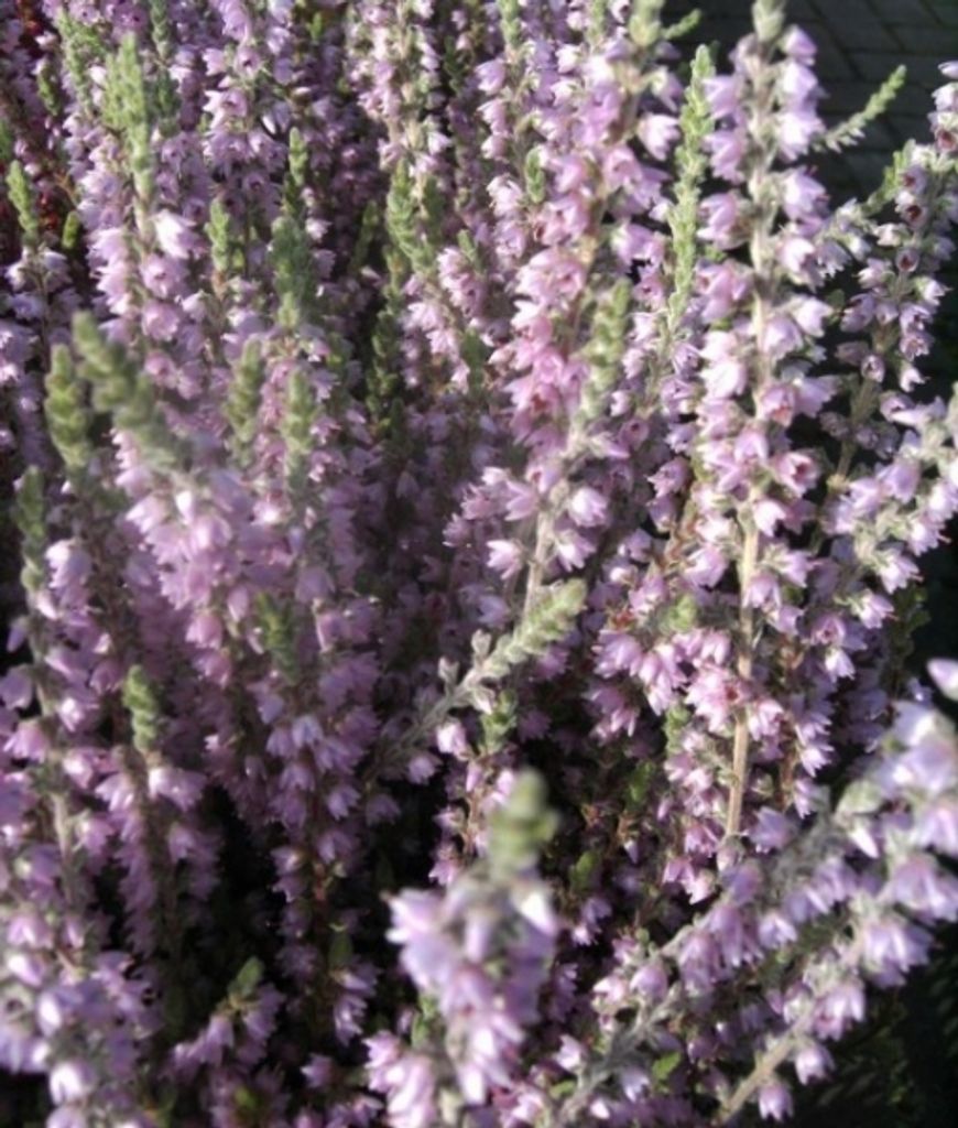 Calluna vulgaris Silver Knight - Sommerheide - 5-Stück