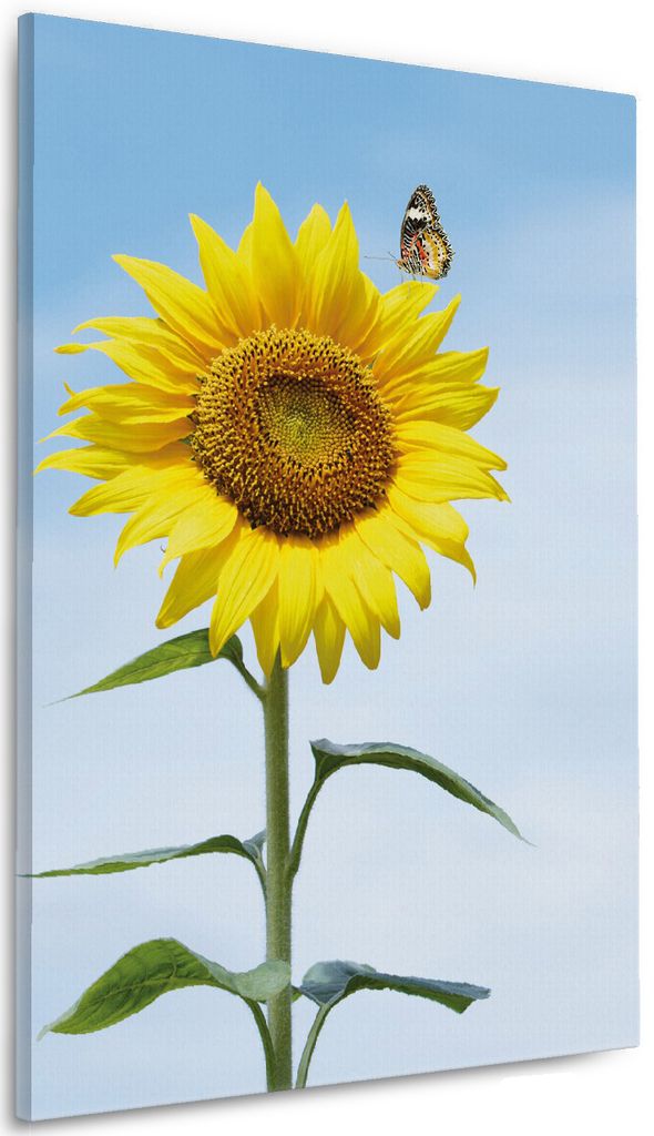 Wallario Premium Leinwandbild Sonnenblume mit Schmetterling in Größe 60 x 90 cm
