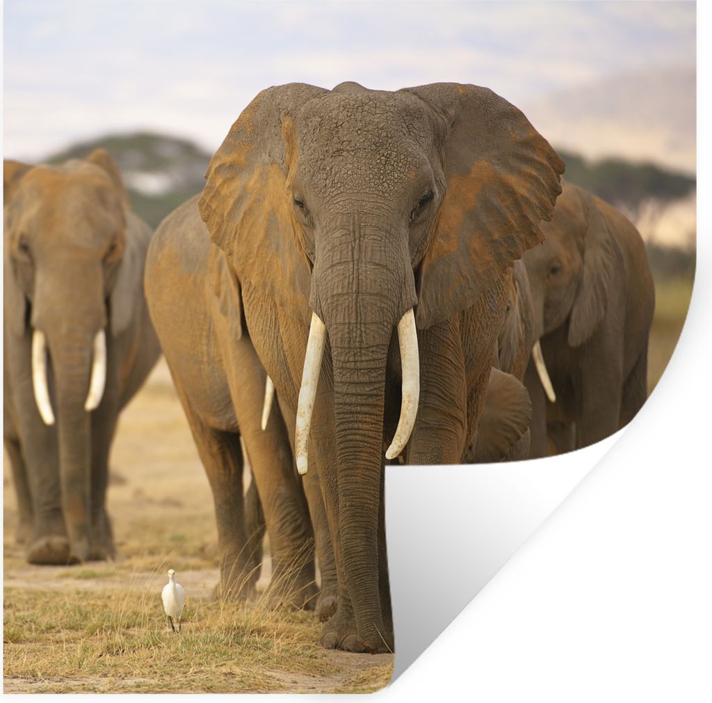 MuchoWow Wandtattoo Wandsticker Wandaufkleber Familie der Elefanten 30x30 cm Selbstklebend und Repositionierbar - Repositionierbar - Wasser abwei...