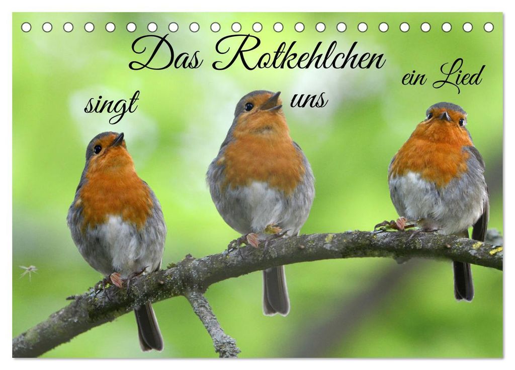 Das Rotkehlchen singt uns ein Lied (Tischkalender 2027 DIN A5 quer), CALVENDO Monatskalender