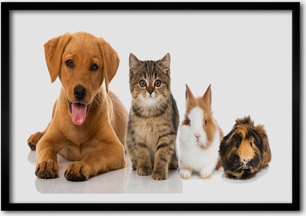 Bild - Bilder - Bilderrahmen - 70 cm x 50 cm - MDF-Rahmen, Wandkunst Hund und Katze