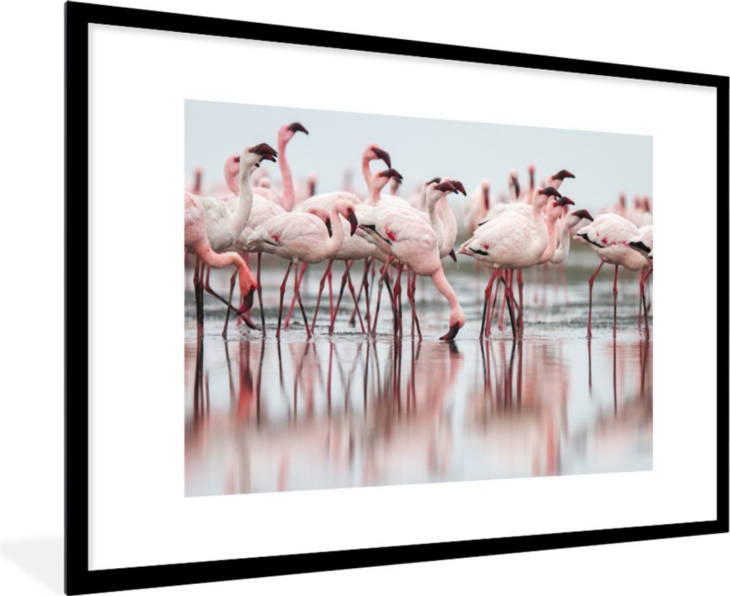 MuchoWow MuchoWow Gerahmtes Poster Schar von Flamingos im Wasser 90x60 cm - Poster mit zchwarzem Bilderrahmen - Wanddekoration - Fotos