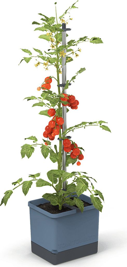 Gusta Garden TOM TOMATO Standard-Pflanzgefäß mit Produktbild 