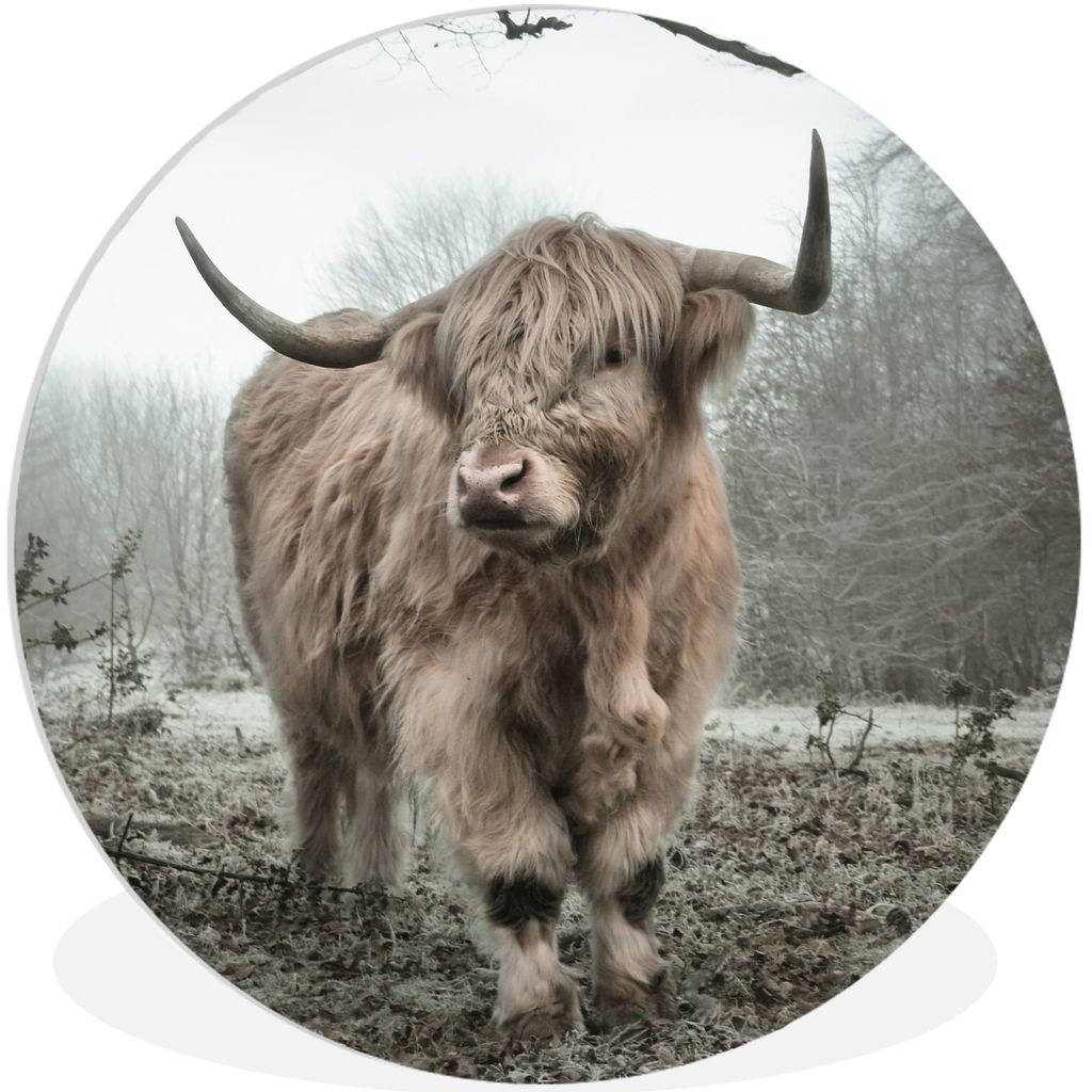 MuchoWow Rundes Wandbild - Runde Bilder Schottischer Highlander - Wald - Nebel - Kuh - Tiere - Natur Ø 90 cm Kreis Wanddekoration Kunststoff - W...