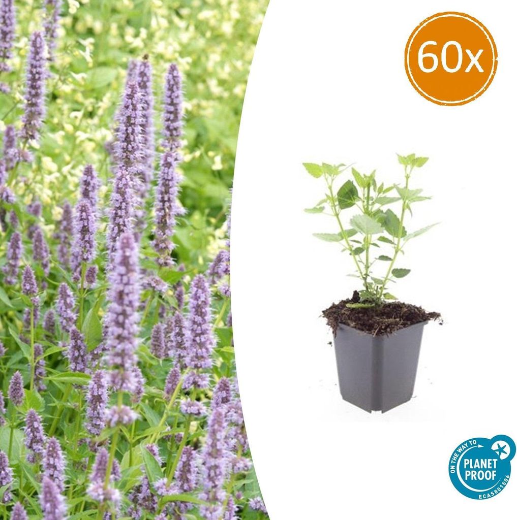 Zierstaude - Duftnessel - Agastache rugosa 'Blue Fortune' - 9cm Topf - Set mit 60 Pflanzen