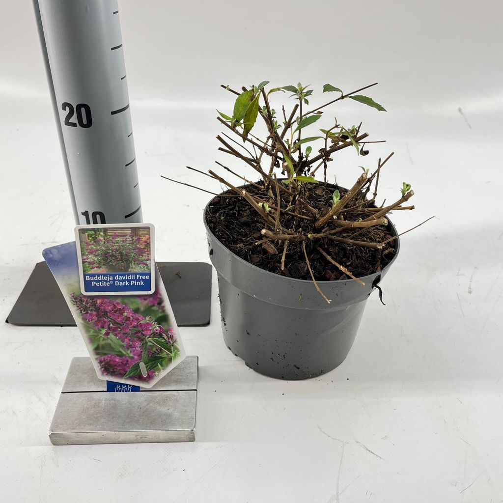 Buddleja dav. Free Petite Dark Pink - Sommerflieder | 20-25 cm im Topf
