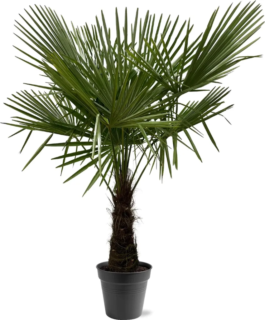 Palmier Trachycarpus fortunei 180cm : l'exotisme sans l'entretien complexe