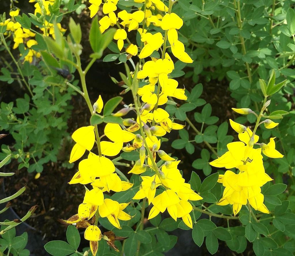 Schwarzginster -Cytisus nigricans -Cyni- Sommerginster 20 - 30 cm