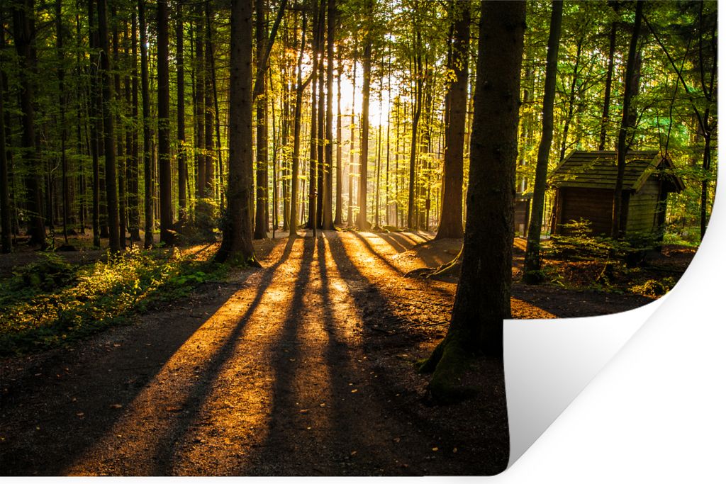 MuchoWow Wandtattoo Wandsticker Wandaufkleber Sonne - Bäume - Wald - Landschaft - Natur 90x60 cm Selbstklebend und Repositionierbar - Aufkleber