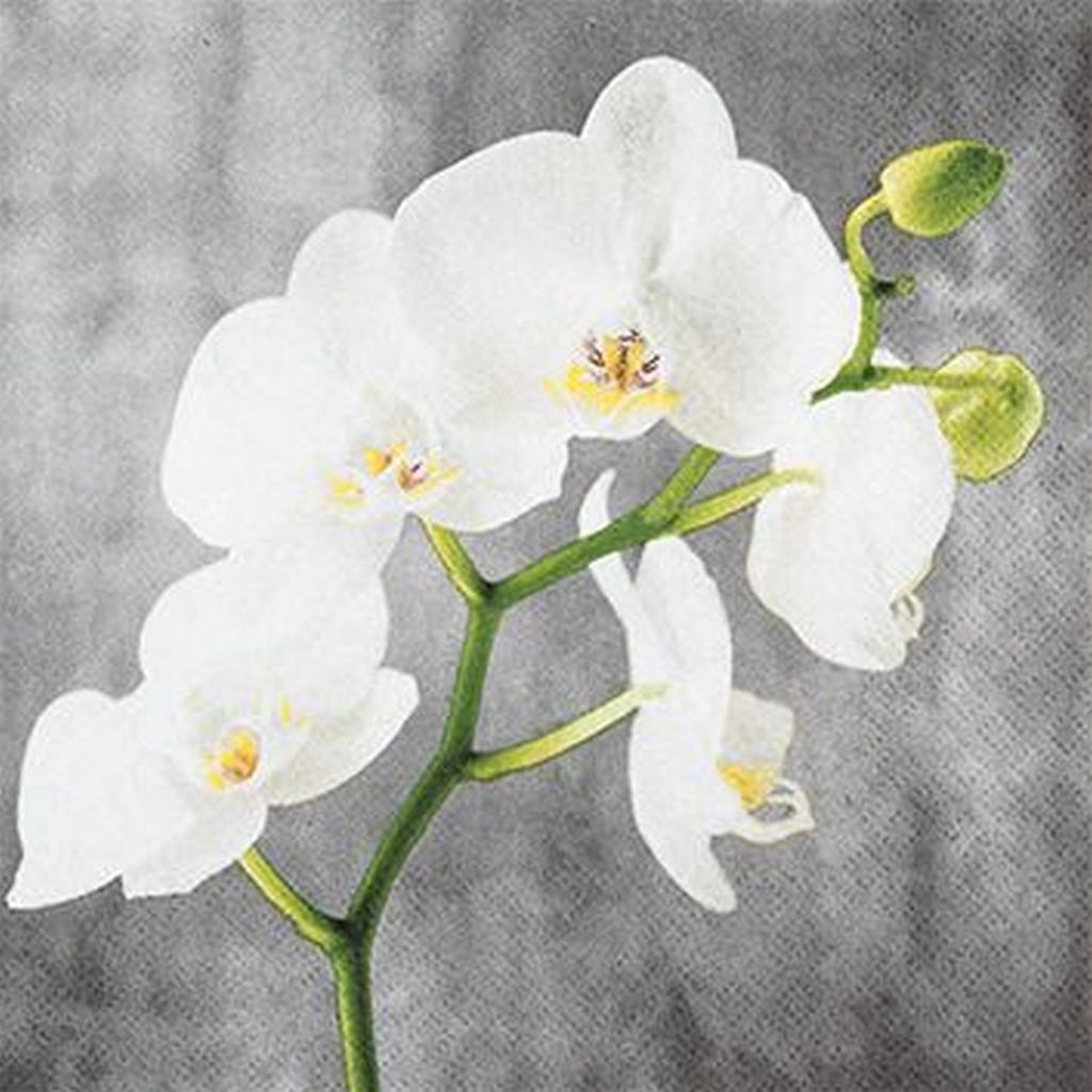 Tovaglioli 33x33 cm - White Orchid Immagine del prodotto 