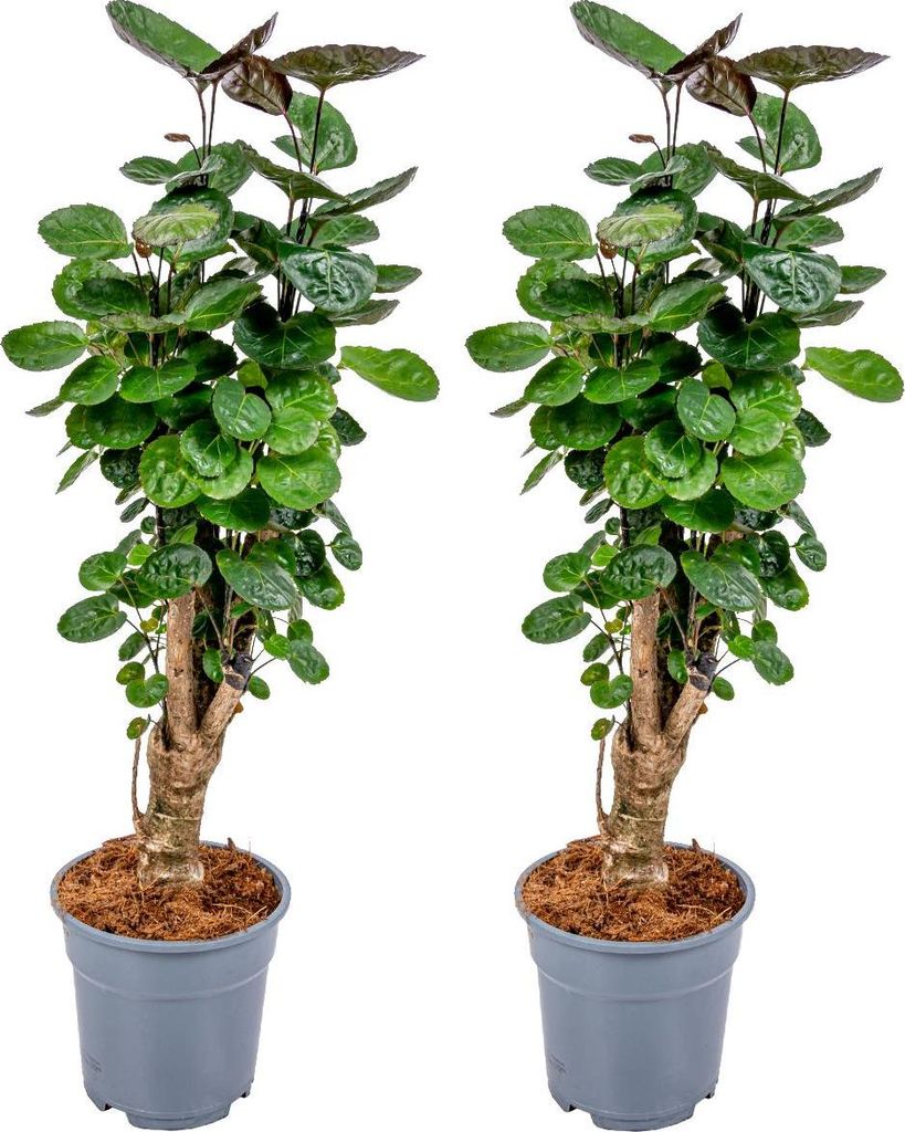 Bloomique - 2er Set Polyscias Fabian - Aralie - Zimmerpflanzen - Pflegeleicht - Luftreinigend - Höhe 50-60 cm - Topf 17