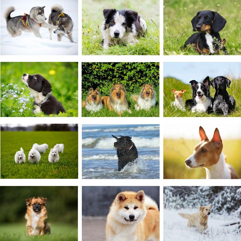 Hundezauber Große Hunde Set 12 Poster DIN A3 Welpen und Hunde - Seelenzauber