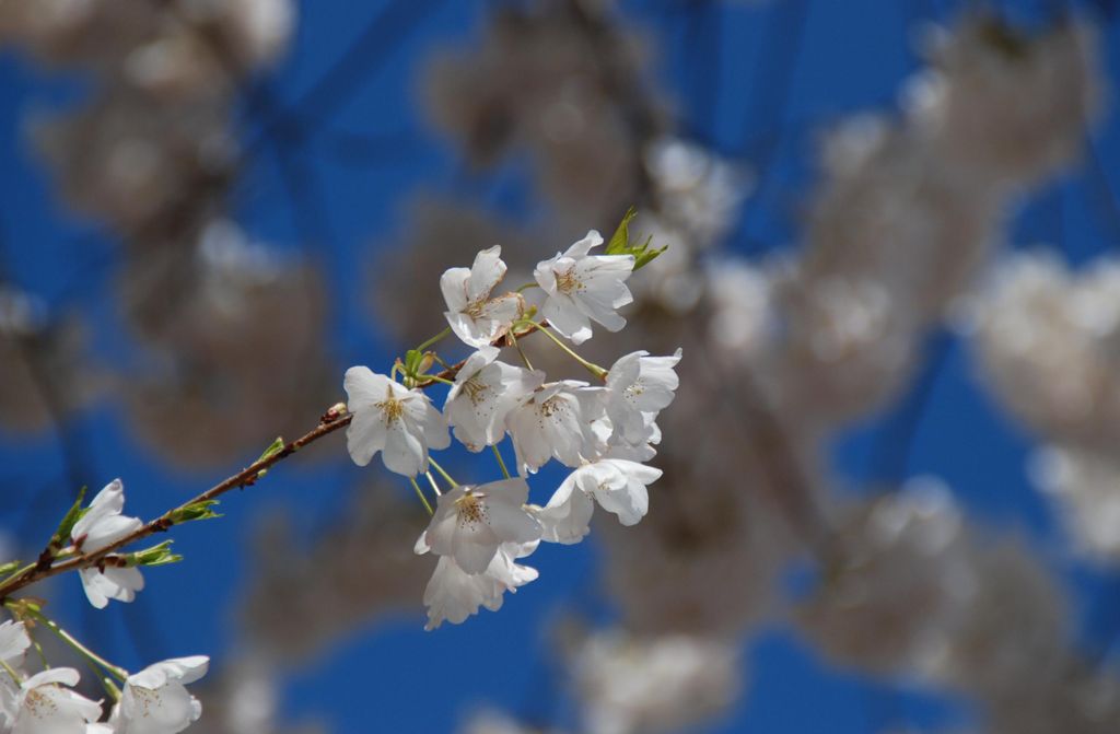 hansepuzzle 102176 - Kirsch-Blüte Puzzle, 500 Teile, Natur, 46,0 x 30,0cm mit hochwertiger Aufbewahrung, Kartonbox und wiederverschließbarem Beutel