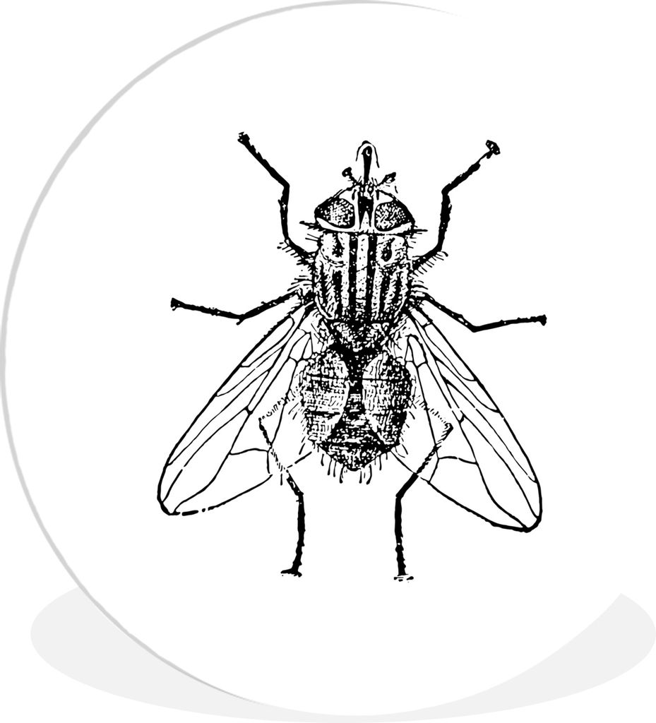 MuchoWow Rundes Wandbild - Runde Bilder Fliege - Tiere - Vintage - Schwarz und weiß Ø 90 cm Kreis Wanddekoration Kunststoff - Wandkreis - Wands...