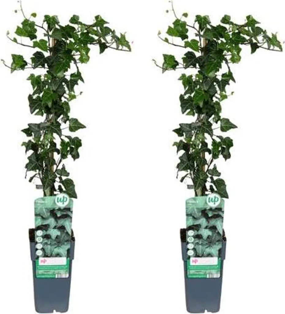 Lierre commun Hedera helix lot de 2 plantes grimpantes d'intérieur Ø15cm