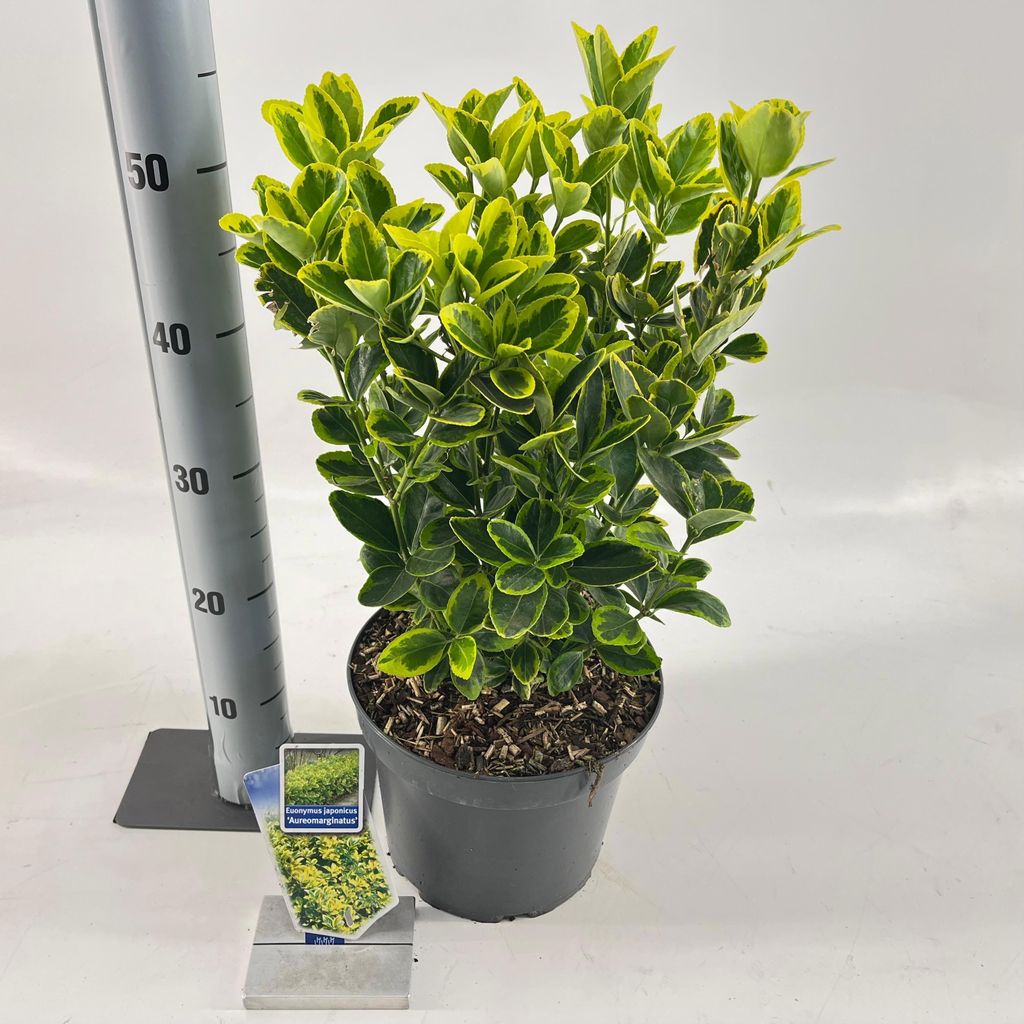 Euonymus jap. 'Aureomarginatus' - Spindelstrauch | 35-40 cm im Topf