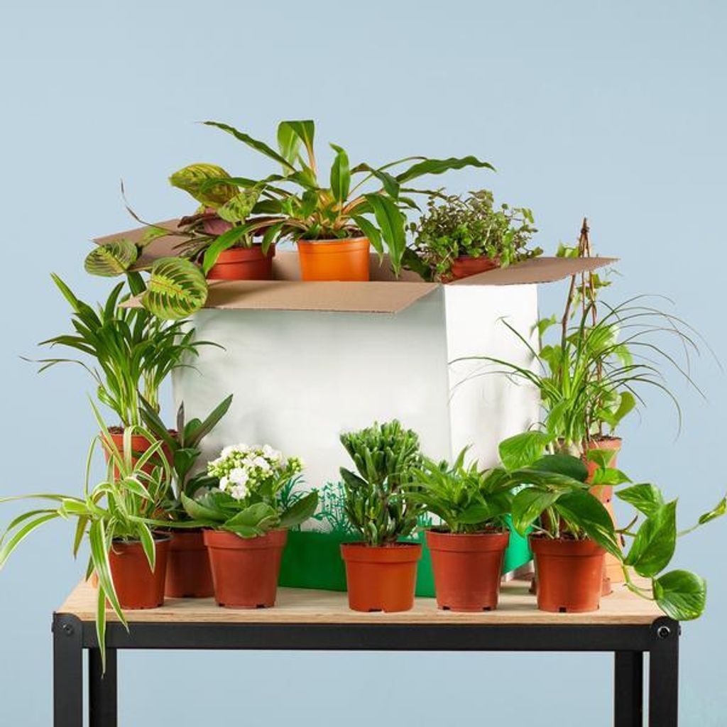 Zimmerpflanzen-Set 12 Pflanzen Rette Mich Box Überraschungs-Indoor-Pflanzen