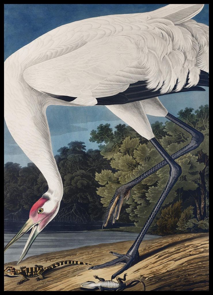 Plakat 50x70cm Krächzender Kranich, J.J. Audubon Vintage für das Wohnzimmer