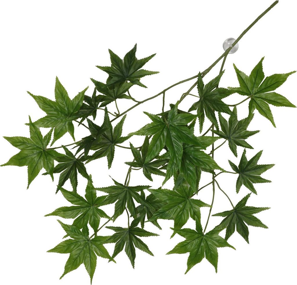 Terra Della Hängepflanze Cannabis grün