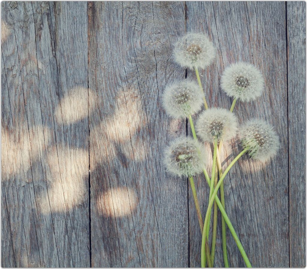 Spritzschutz Herdabdeckplatte Schneidebrett aus Glas Löwenzahnblüten auf Tisch 1-Teilig (60x52cm)