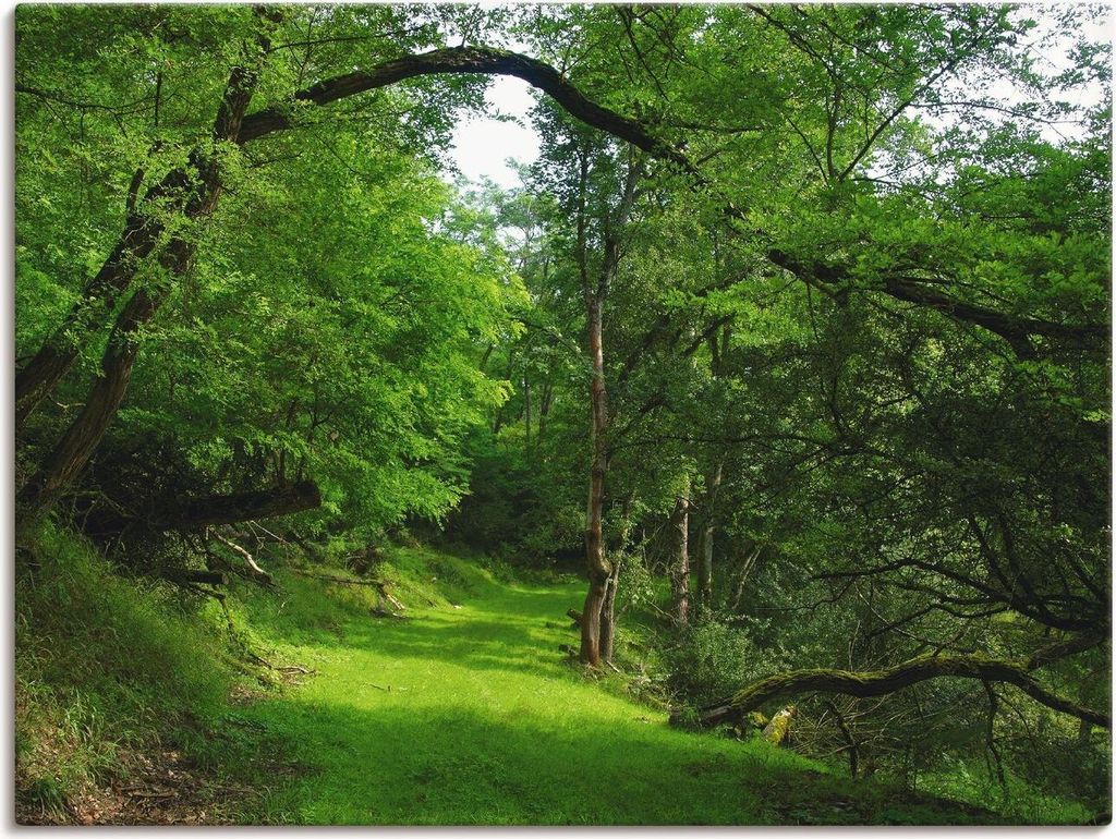 ARTland Leinwandbild Grüner Weg durch den Wald Größe: 80x60 cm
